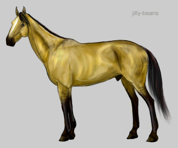 Akhal Horse