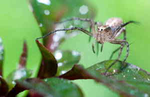 Looking for Prey by aliawais