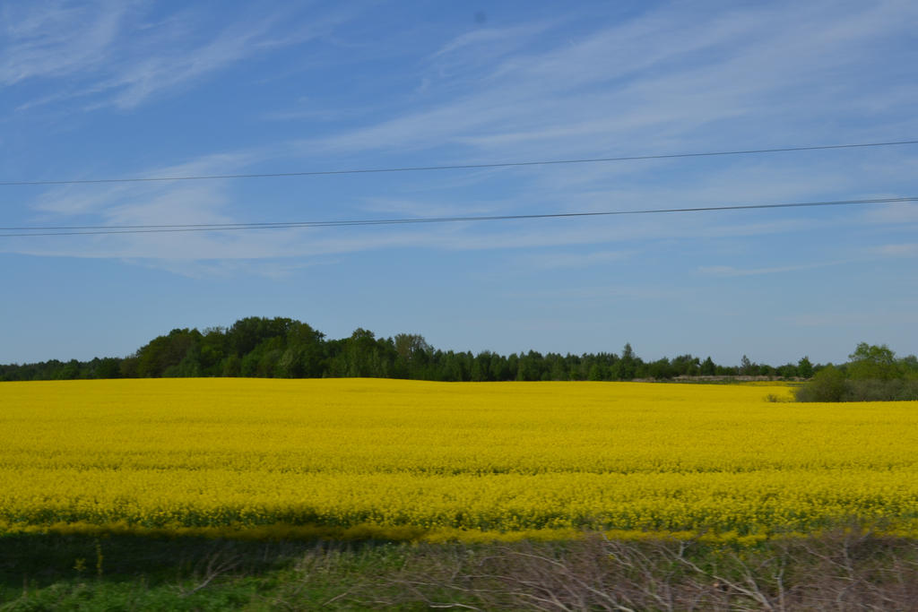 Colors of spring