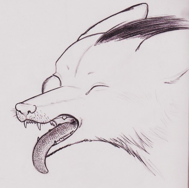 Aardwolf Yawn