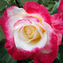 White and Pink Rose