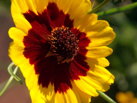 Coreopsis I