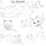 Cat Facial Study