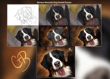 Art Process~ Bernese Mountain Dog Portrait