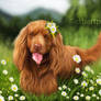 Sussex Spaniel Painting