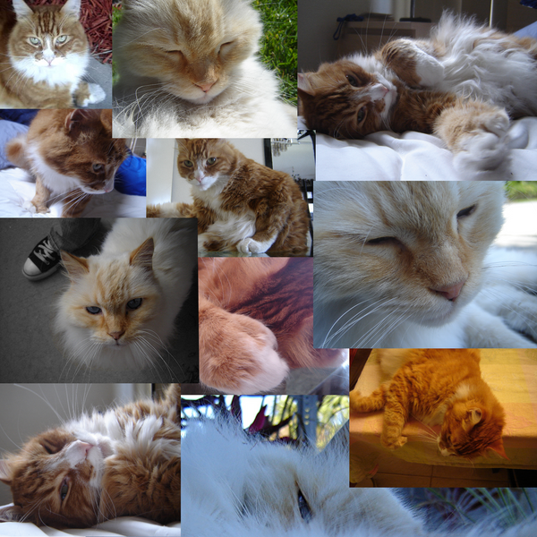 Simba and Pouncer Collage by Aliyah-Chan on DeviantArt