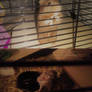 My hamsters