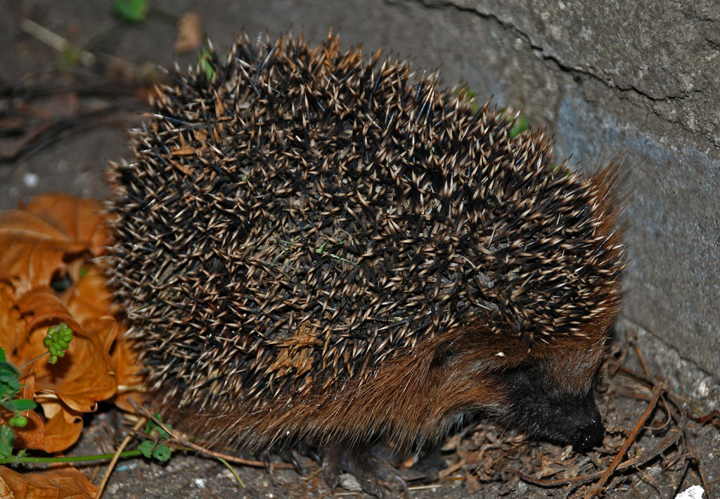 Hedgehoggie