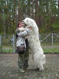 Doggy Hug