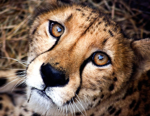 Cheetah