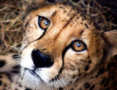 Cheetah