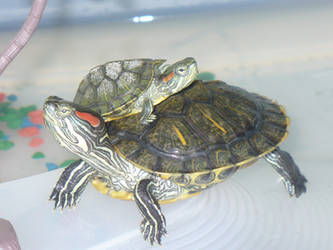 My Turtles pets