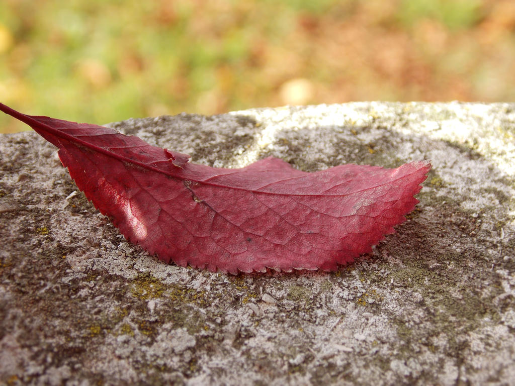 Single Leaf