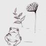 toad and lotus pod