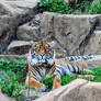 she's a tiger