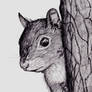 photographer collaboration: squirrel on tree