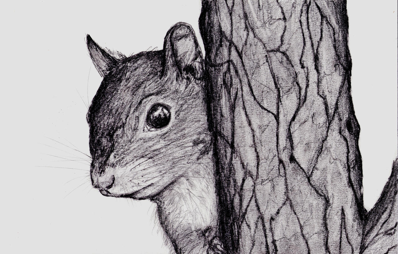 photographer collaboration: squirrel on tree