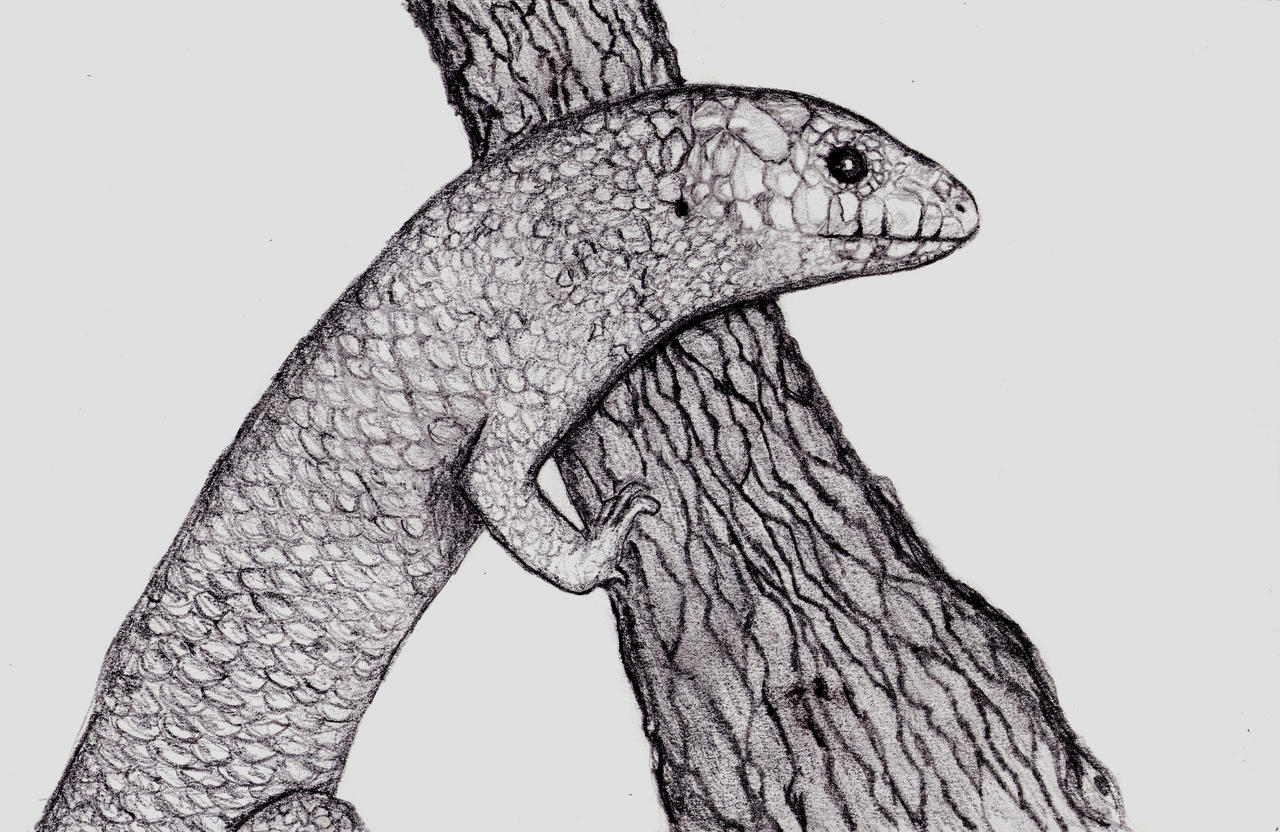 photographer collaboration: SKINK