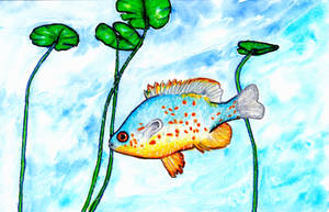 fish for Ficatta