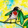 rose breasted grosbeak for Ficatta