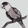 lost species sketch: carolina parakeet