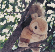 cute squirrel