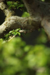 Inside a tree