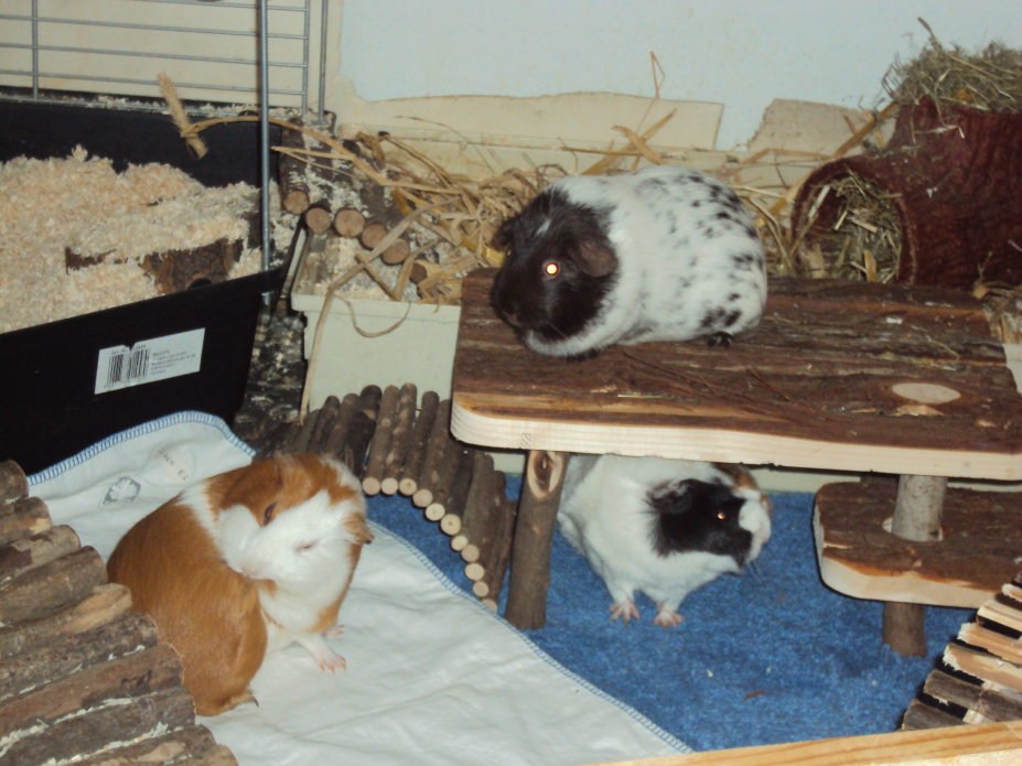 ..: My three Guinea Pigs :..