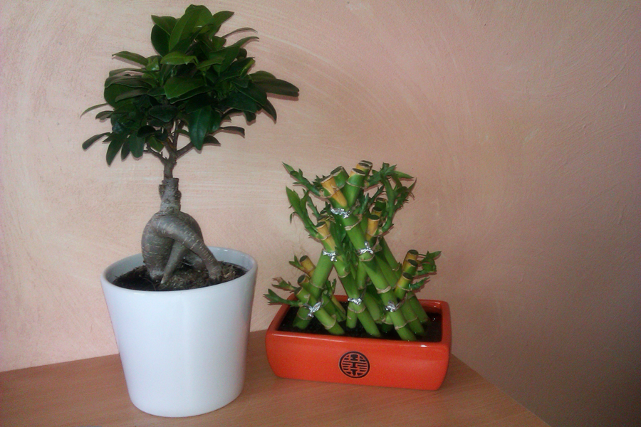 ..: My plants :..