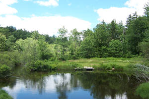 Pond