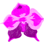 pink Orchid