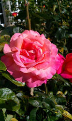 Pink Rose ...... B E A Utiful