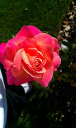 Fuchsia Pink Rose