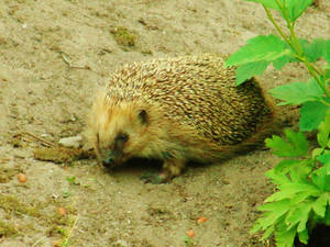 Hedgehog