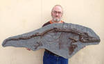 Ichthyosaurus Breviceps fossil