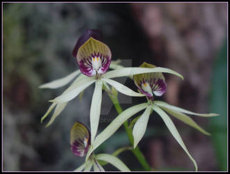 Miniature Orchids