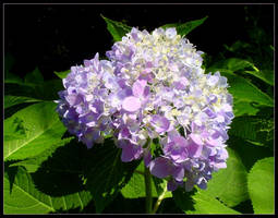 Hydrangea