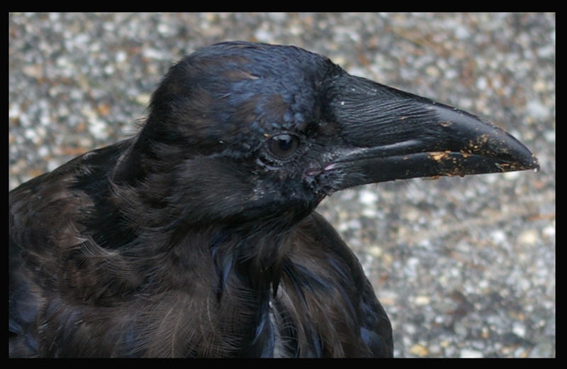 raven by jlbradford on DeviantArt