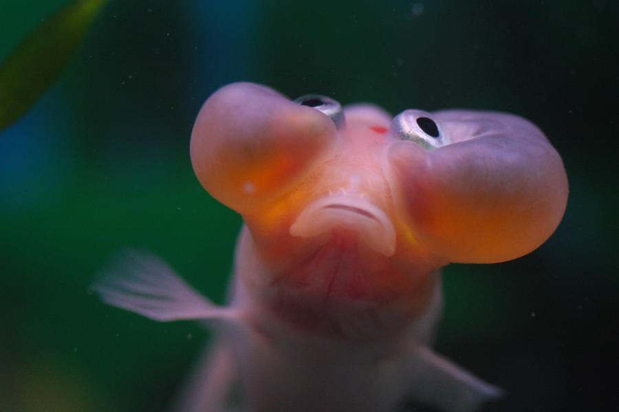 Bubble Eye Goldfish 2