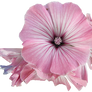 Pink Hollyhock Flower Stock