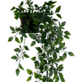 Hanging Plant Png Stock
