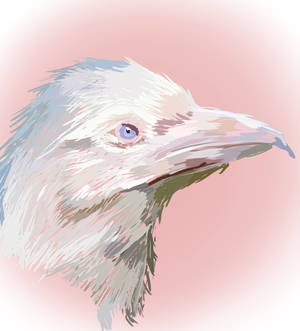 White Raven