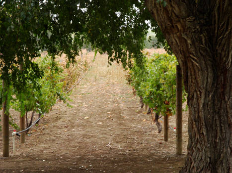 Vinyard path