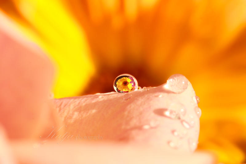 Daisy in a drop