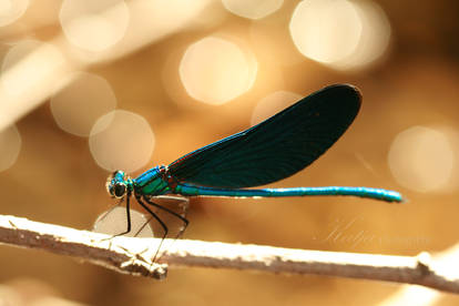 Dragonfly-Bokeh