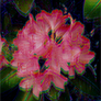 Cluster Contrast