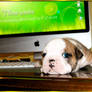 Three weeks of English Bulldog -Titania
