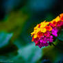 Dreaming Lantana