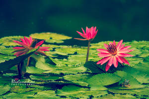 Water lilies.. and a friend by BlueLunarRose