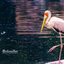 Yellow-billed stork